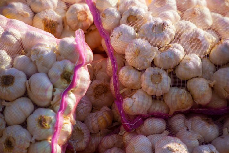 Leuralja az importfokhagyma Európát?