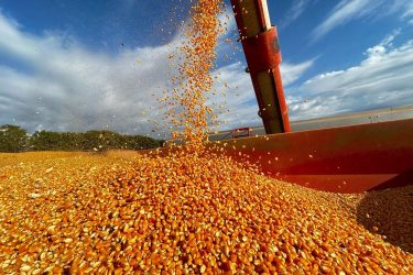 kukorica betakarítás