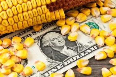 Szárnyal az amerikai kukoricaexport (fotó: Shuttesrtock)