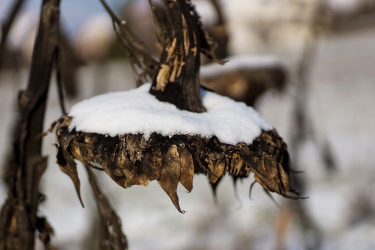 750 ezer tonna napraforgót hagytak a földeken
