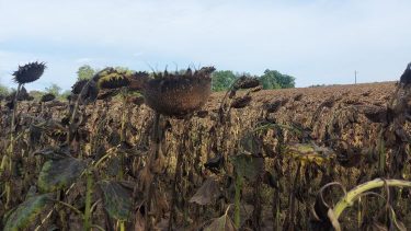 napraforgó szeptember