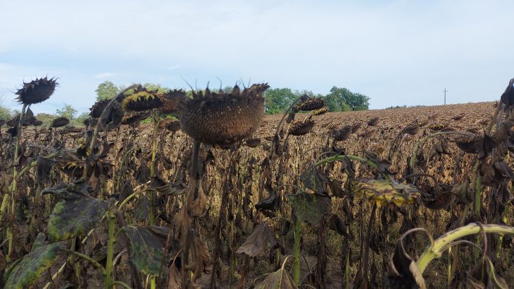 napraforgó szeptember
