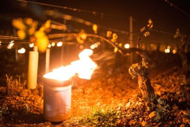 fagyvédelmi tűz gyümölcsöskertben