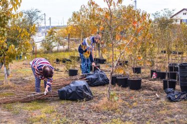 gyümölcsfa-telepítés