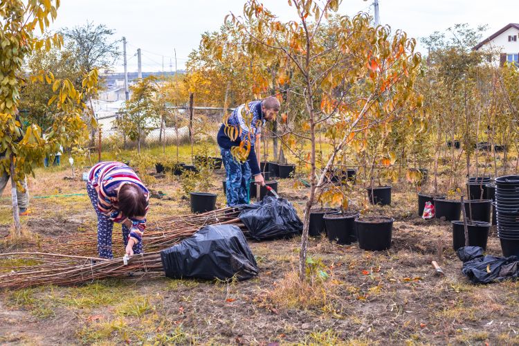 gyümölcsfa-telepítés