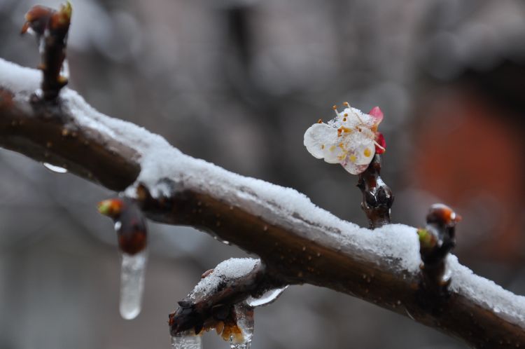 fagykárosodott barackfa 2025 április