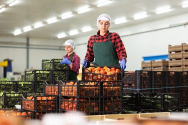 zöldség hűtőház