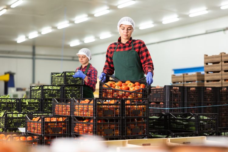 zöldség hűtőház