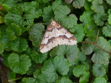 Keleti gyümölcsmoly kifejlett egyede levélen