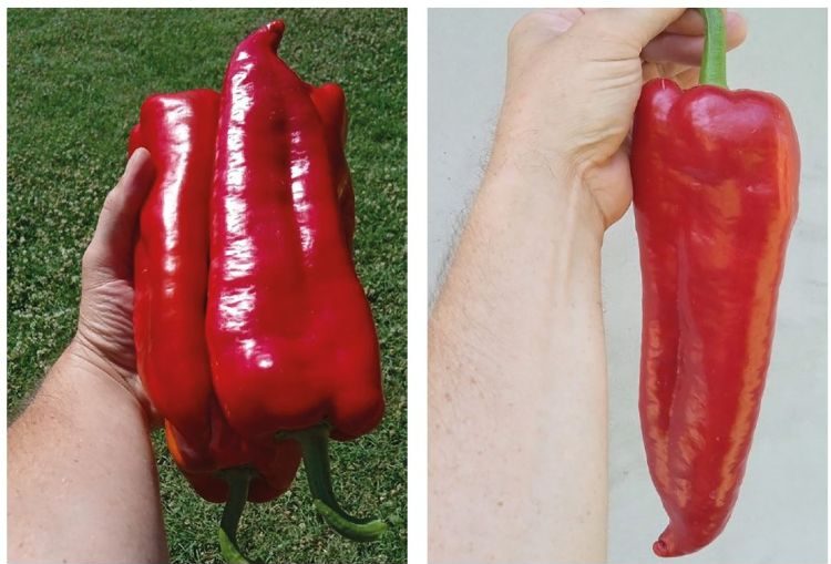 Prémium minőségű kápiapaprika