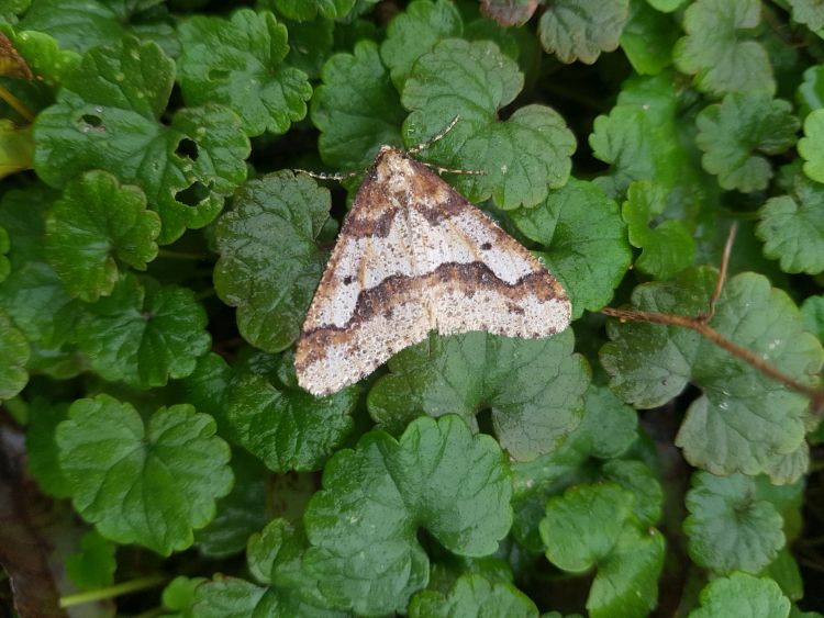 Keleti gyümölcsmoly kifejlett egyede levélen