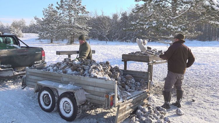 Cukorrépát pakolnak az etetővályúkba a Kiskunhalasi Diana Vadásztársaság hivatásos vadászai