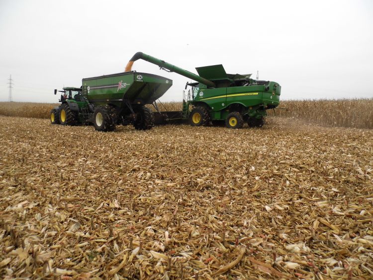 Kukoricaszem átvétele egyik járműről a másikra