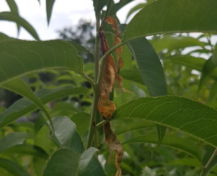 Tavaszi kártevők okozta hajtáskárosítás barackon