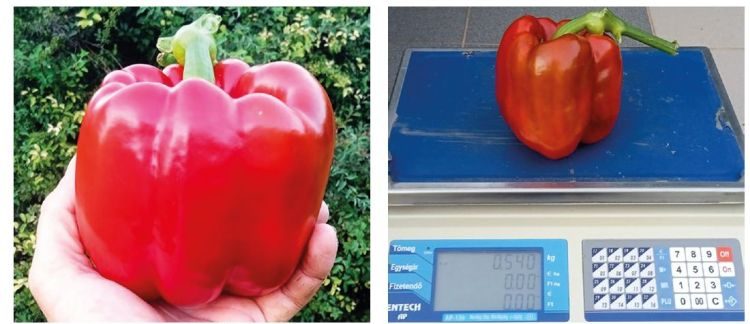 Prémium minőségű kaliforniai paprika