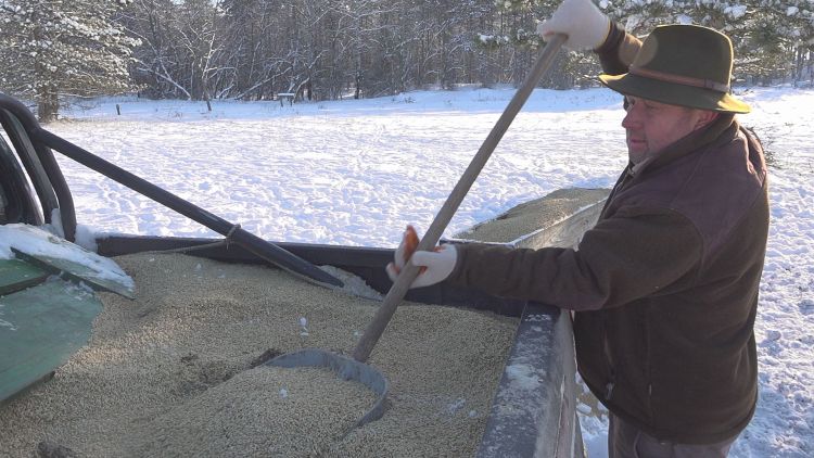 Lakos László, a Kiskunhalasi Diana Vadásztársaság hivatásos vadásza árpát szór az etetővályúba