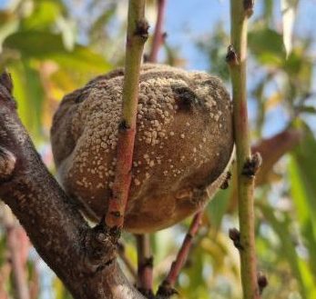 Károsított barackgyümölcs tavaszi kártevők nyomával