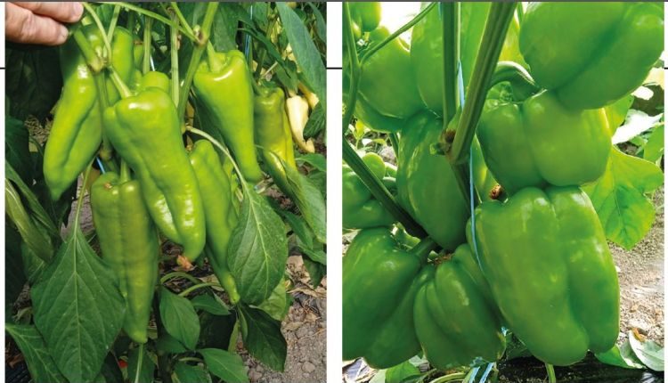 Kiemelkedő kötésszám júniusban