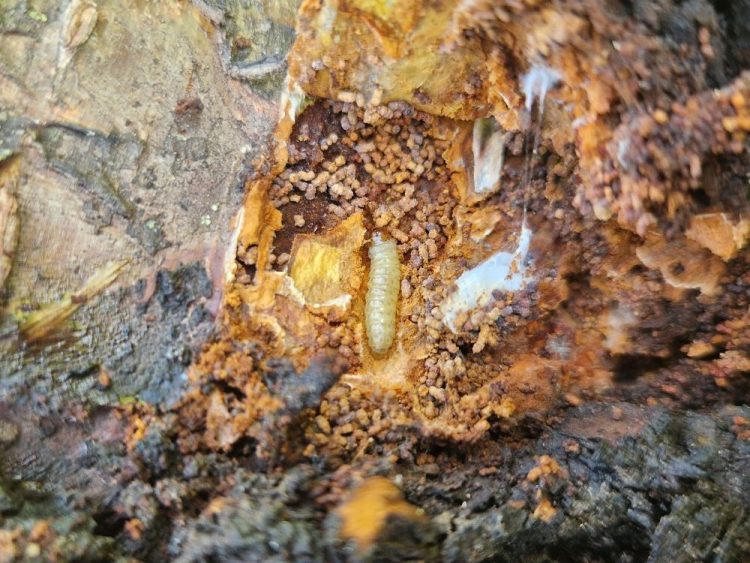 Fatestben élő kártevő lárvája barackfán