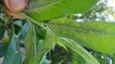 7. kép. A levéltetvek nem csak szívogatásukkal okoznak kárt. A vírusok vektorai is lehetnek