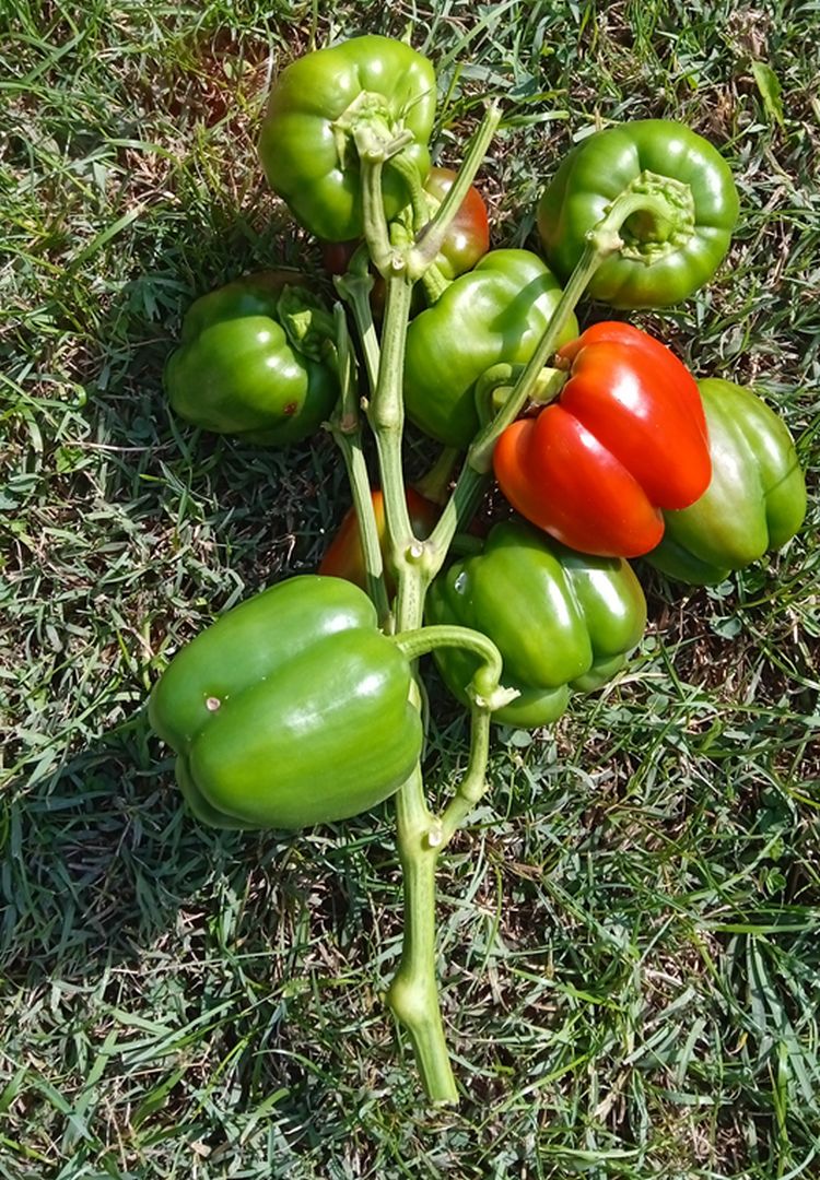 Kiemelkedő kötésszám októberben