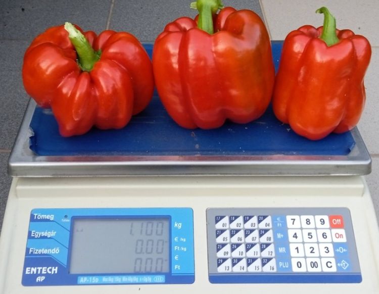 Szuperextra kaliforniai paprikák