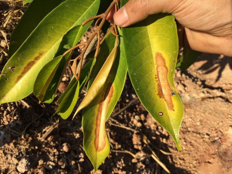 Napégés tünetei levélfelületen