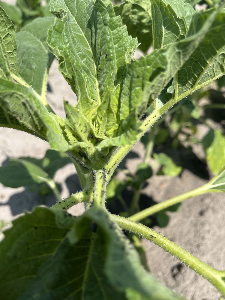 levéltetű napraforgón