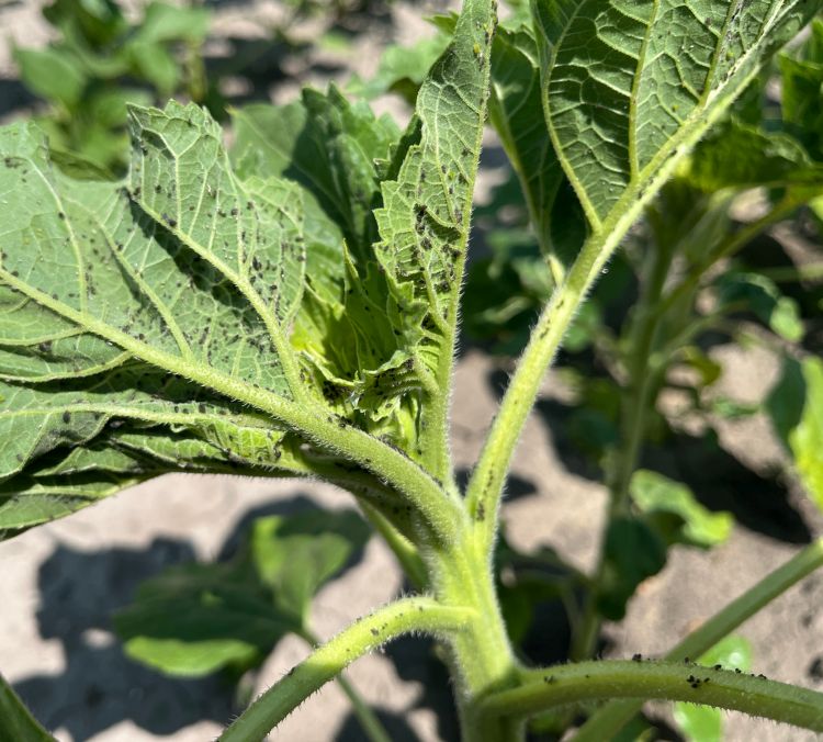 levéltetű napraforgón