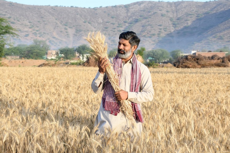 Így befolyásolja India a búza- és a napraforgóárakat