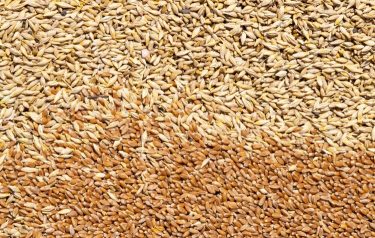 Árpa és búza – mindkettőt keresi a takarmányipar.