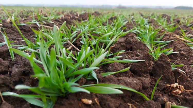 kalászos bokrosodó búza