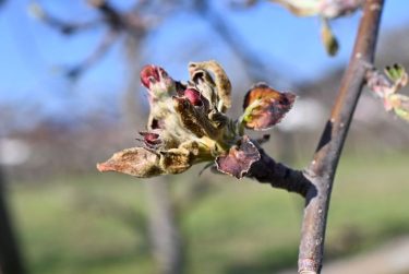 fagy gyümölcsvirág