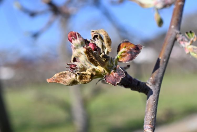 fagy gyümölcsvirág