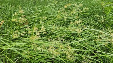 Mandulapalka növény