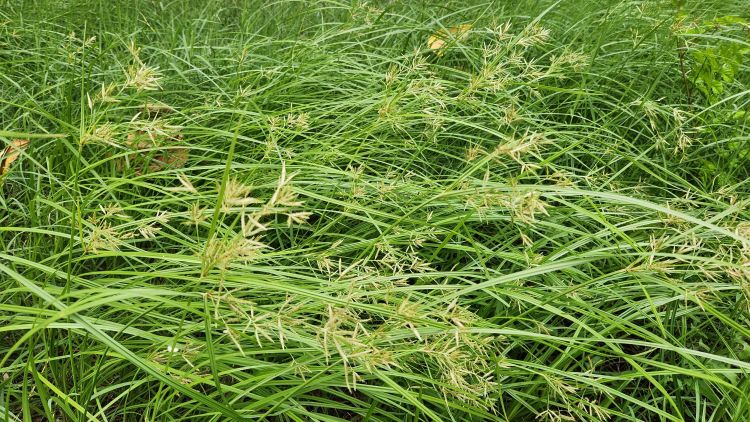 Mandulapalka növény