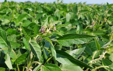 méh virágzó szója