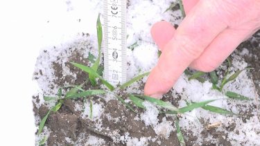 hótakaró gabonatáblán tél