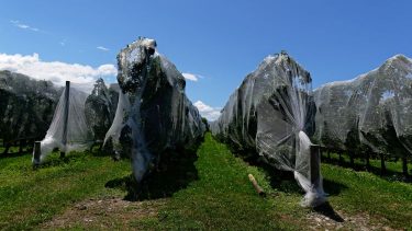 Gyümölcsültetvény hálózással a napégés ellen