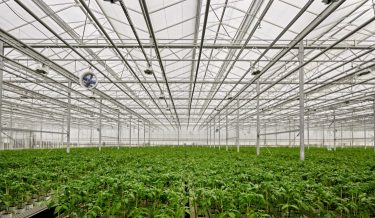 uborkatermesztő üvegház