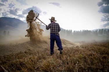 aratás után ember a gabonatáblában
