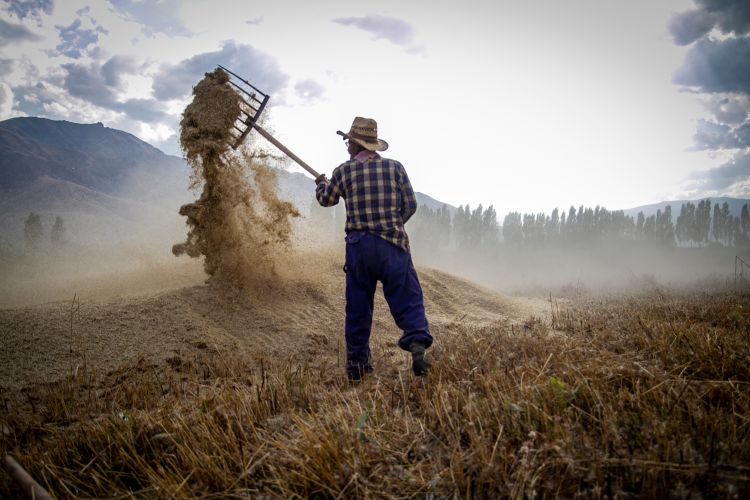 aratás után ember a gabonatáblában
