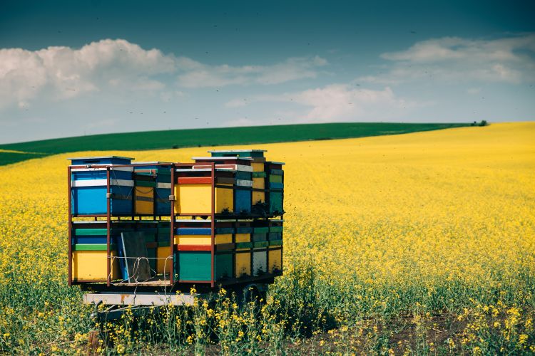 Vándorméhészek, ne feledjétek a járműtámogatást!