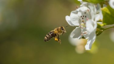 Beporzó méh a virágnál.