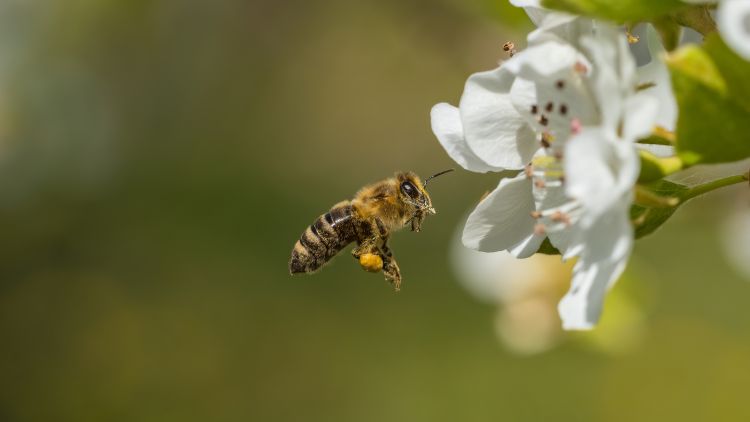 Beporzó méh a virágnál.