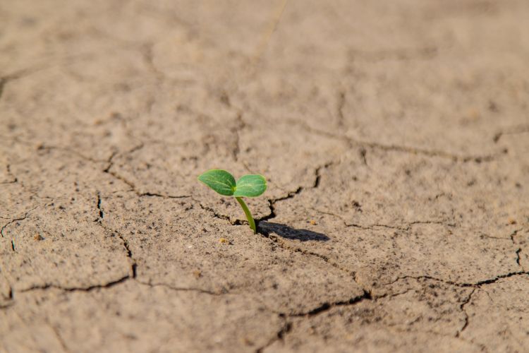 Aszály sújtotta mezőgazdasági talaj