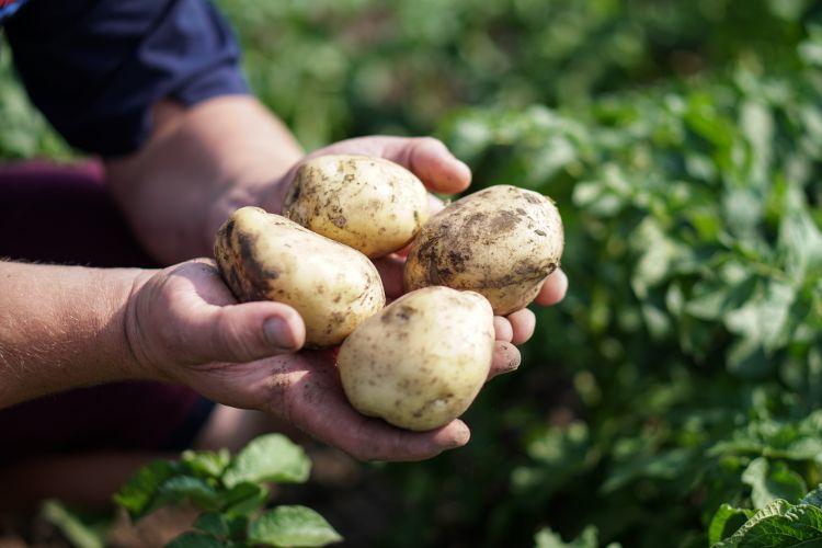 Brit burgonyapiac nyomott áron