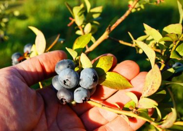 Bogyós gyümölcsök német rekordja