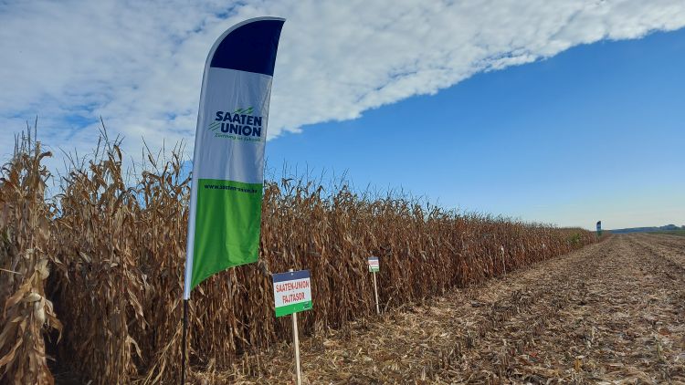 fajtásor üzemi bemutató kukorica