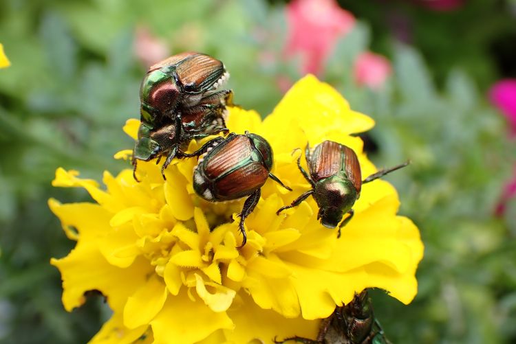 Japán cserebogár virágon táplálkozik